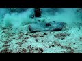 Grenada Diving Holiday