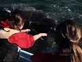 National Geographic - Pew Whale