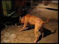 Flash Vs. Gennaro (Basset Vs. Dogue De Bordeaux)
