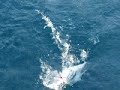 Fishing GT (giant trevally) fish from Konayyese, Red sea, Egypt. صيد سمكة جرم بياض من الكونيسة، البحر الأحمر ، مصر