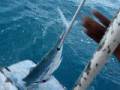 Fishing GT صيد سمكة جرم بياض