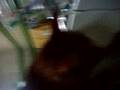 idiot cat
