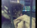 Quoll - UQ open day; Gatton