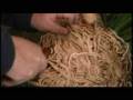 videos de Great Gardens: Cutting root balls