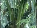 Ritmo da Chva.flv Ritmo da Chva.flv