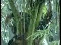 videos de Ritmo da Chva.flv