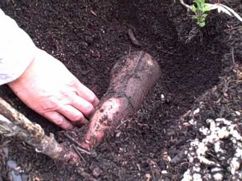 how to harvest yacon