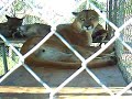 Florida Panther