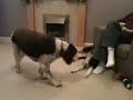 Gumbo and Mylie