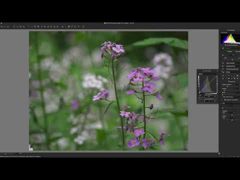 Silkypix 9: Hidden Features