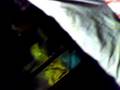 videos de Paw