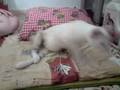 videos de Cats