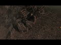 Click here to watch this video Tarantula Spider Molting (Sloughing) 100x speed