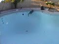 ridiculous pool