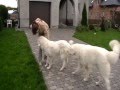 videos de Date :) Celma & Harnaś