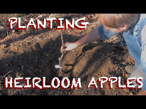 how to take care of apple trees