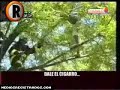 CronicaTV: Delincuente Trepo Arbol