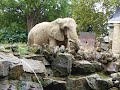 For Philadelphia Zoo Elephants - Better than Nature Provides For Philadelphia Zoo Elephants - Better than Nature Provides