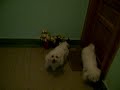 Les bichons � Guebwiller