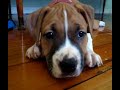 The Cutest puppy on youtube