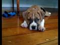 The Cutest puppy on youtube