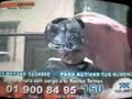 AAA vs CMLL - Teleton 9/Dic/06
