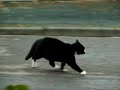 Dog saves cat from fox!