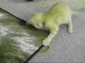 Despereaux the carpet muncher
