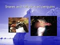 Democracy In Action - Endangered Animals