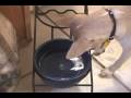 videos de Brodie's Water Bowl