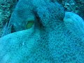 pulpo islas medas Pedro Unisub Sabadell