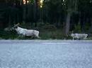 Reindeers Reindeers