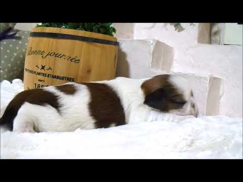 YouTube Preview Image