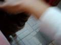 videos de Michelle nuestro amado gatito