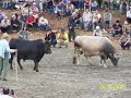 Artvin Murgul Bo?a Güre?i Festivali ,Bull, wrestling, Artvin Murgul Bo?a Güre?i Festivali ,Bull, wrestling,