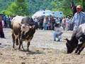 Artvin Murgul Boğa Güreşi Festivali ,Bull, wrestling,
