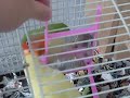 LOVEBIRDS ON A SWING