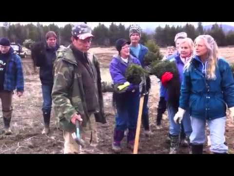 how to replant a fir tree