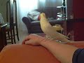 calopsita FRED cantando muito