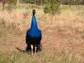Peacock cries 1 Peacock cries 1