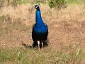 Peacock cries 3 Peacock cries 3
