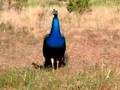 Peacock cries