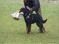 a \"fat\" show dog in dog sports a \"fat\" show dog in dog sports