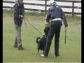 a fat show dog in dog sports