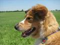 videos de My Dog Jesse
