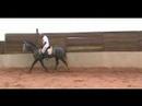 Lusitano for Dressage - Nicolusitanos