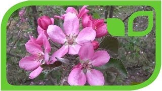 Apple blossom in Lubera´s breeding orchards (impressions)