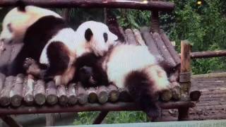 Chengdu Panda Base