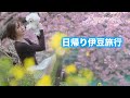 愛犬とカメラと一緒に伊豆で河津桜をみてきました🌸