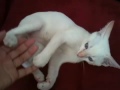 Coco The Cat: Sleepy Head